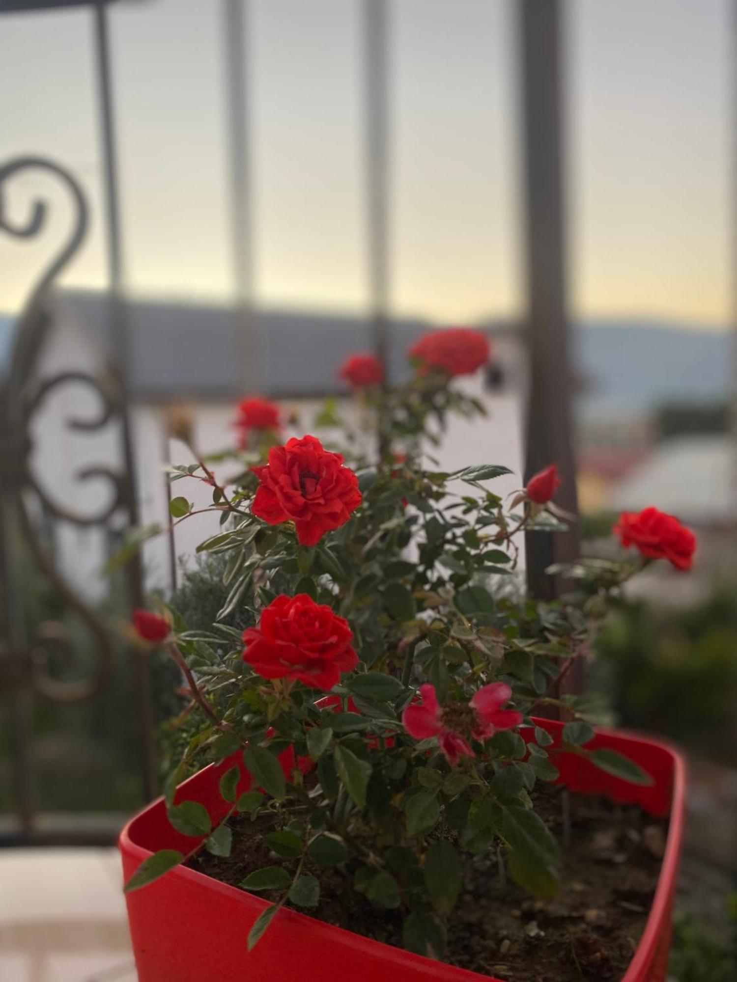 Guest House Irvin Berat Dış mekan fotoğraf